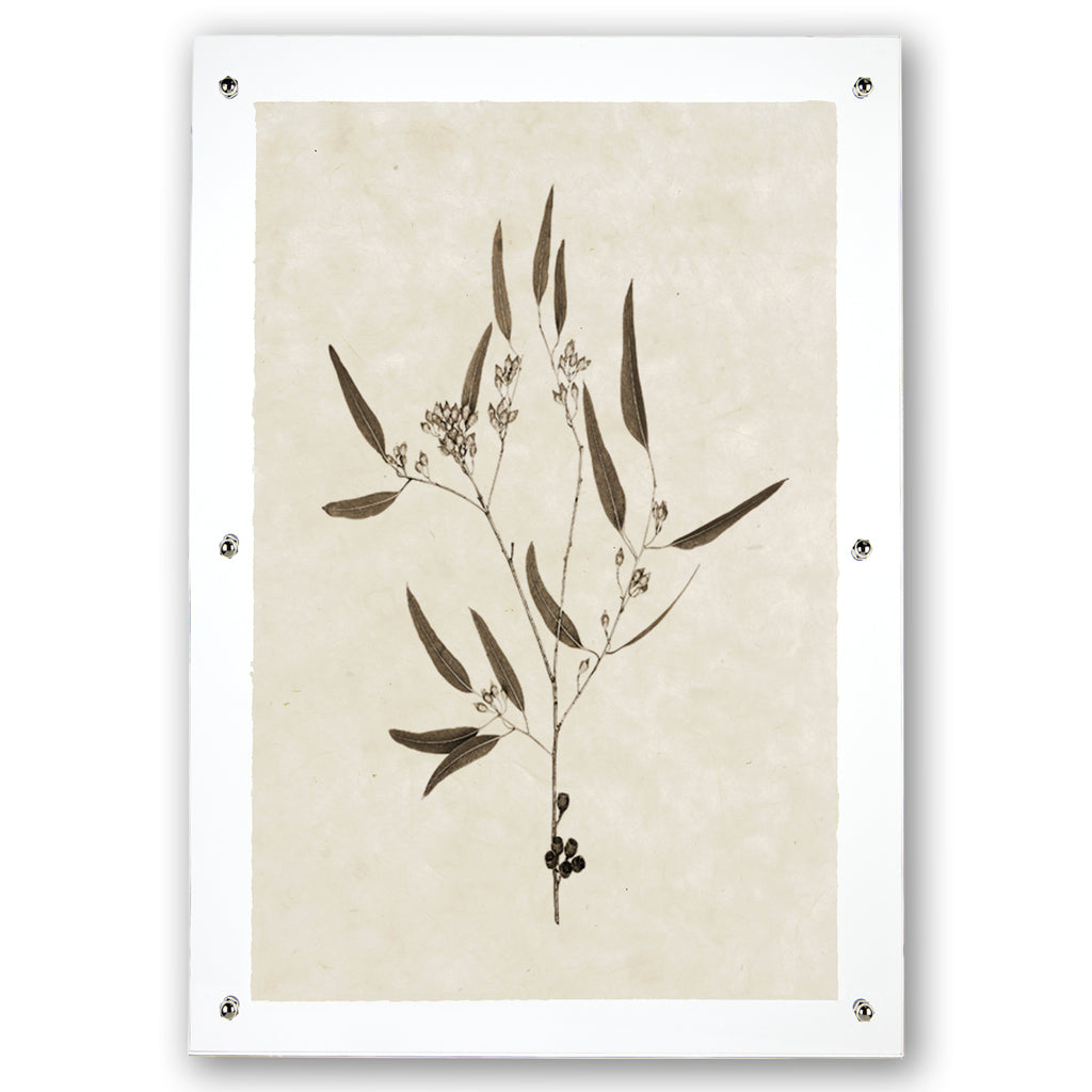 Eucalyptus #5 Handmade Paper Wall Art Print
