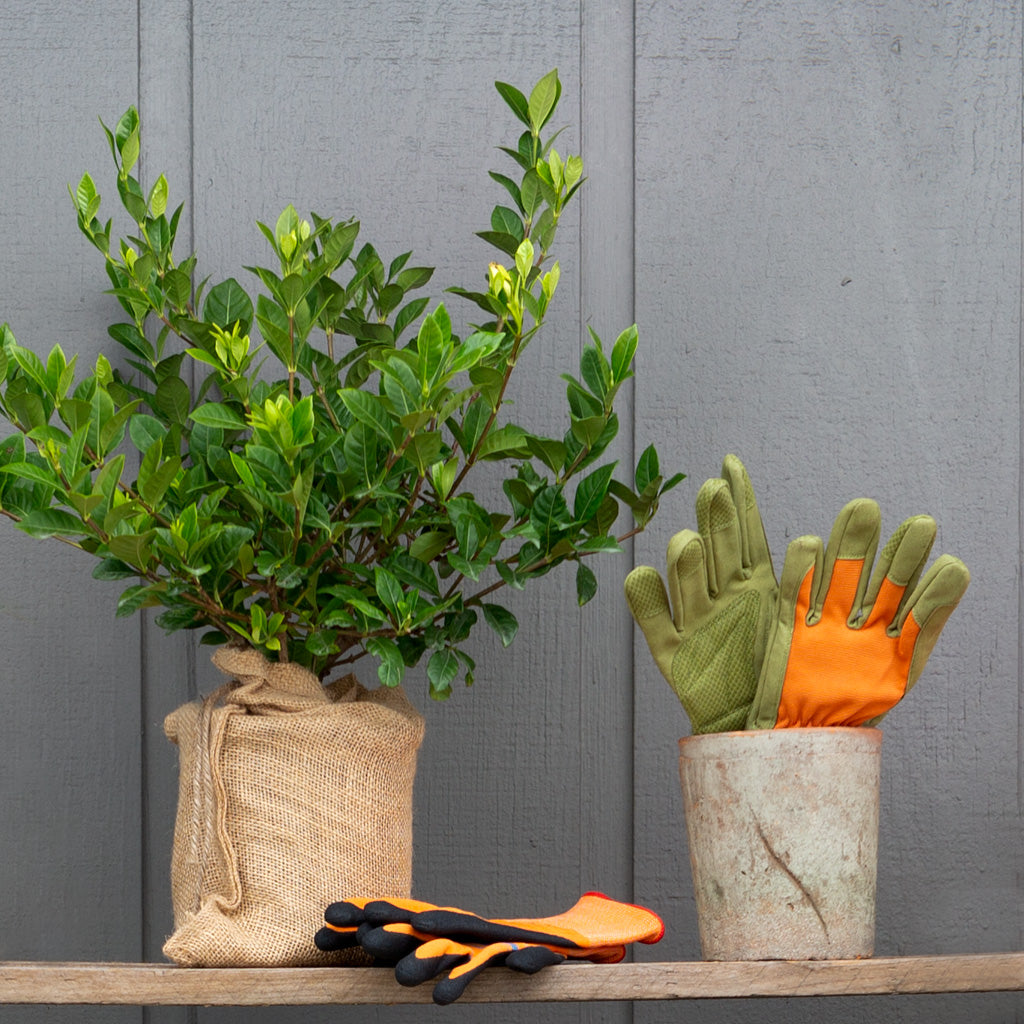 Mini gardenia gift tree gardening gloves