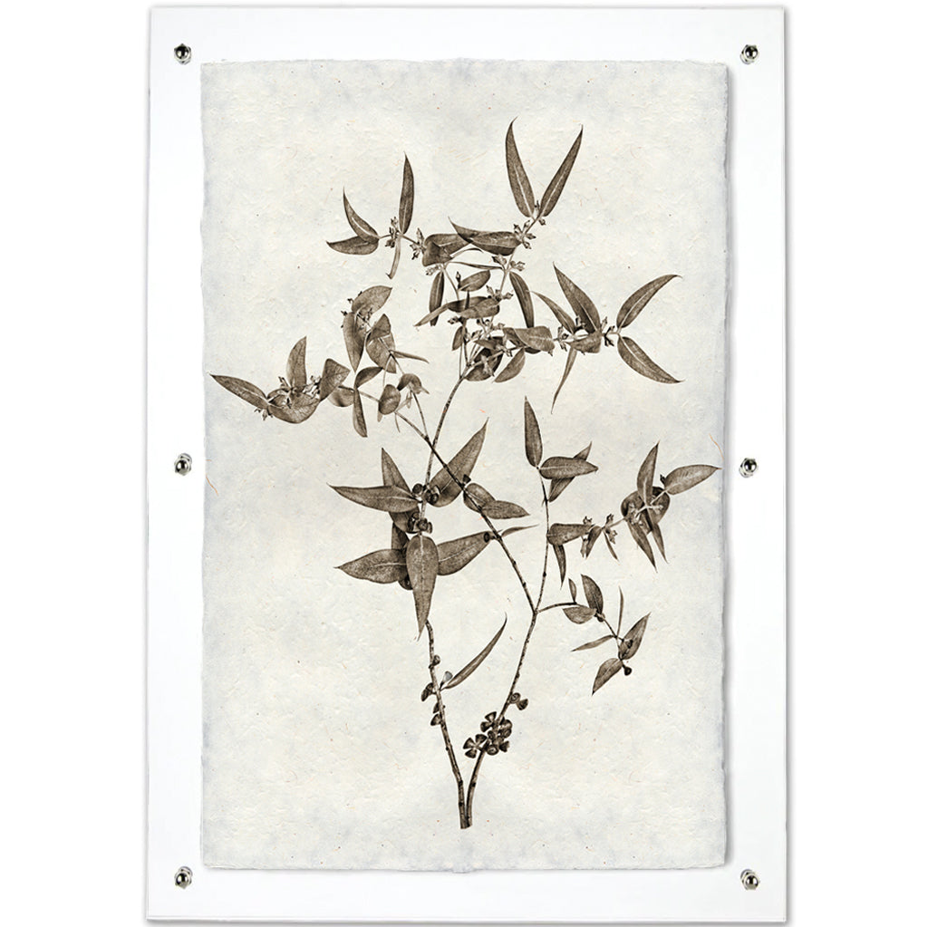 Eucalyptus #3 Handmade Paper Wall Art Print