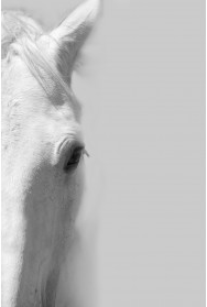 White Horse Right - 40x60