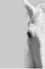 White Horse Left - 40x60