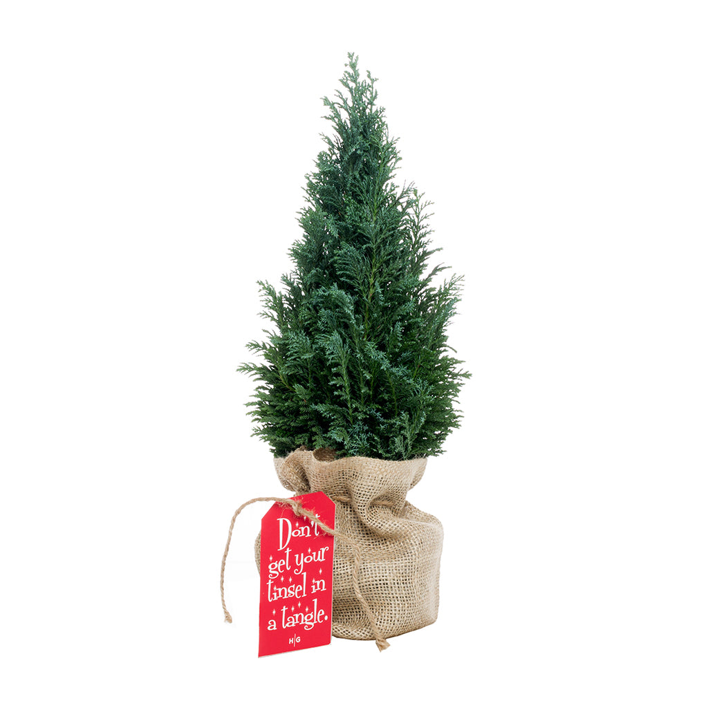 Holiday Tree