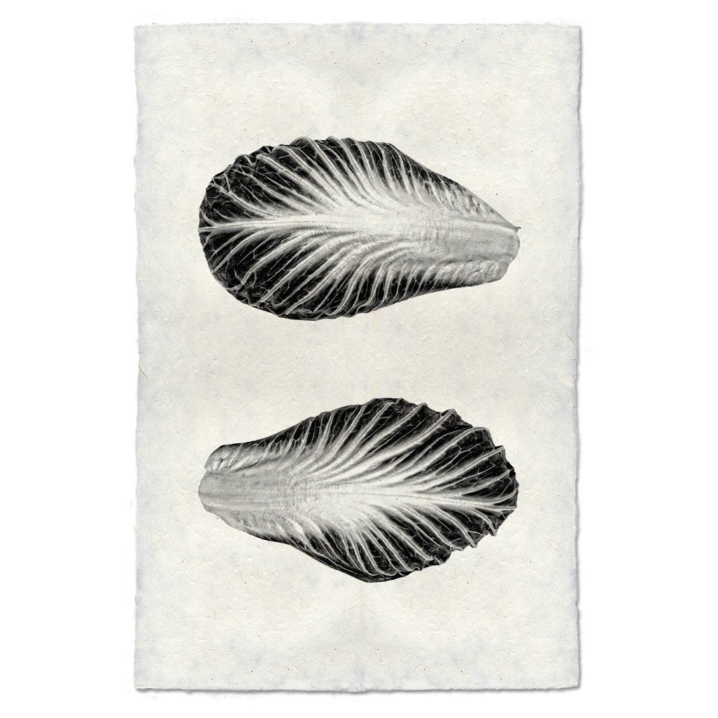Endive Handmade Paper Wall Art Print