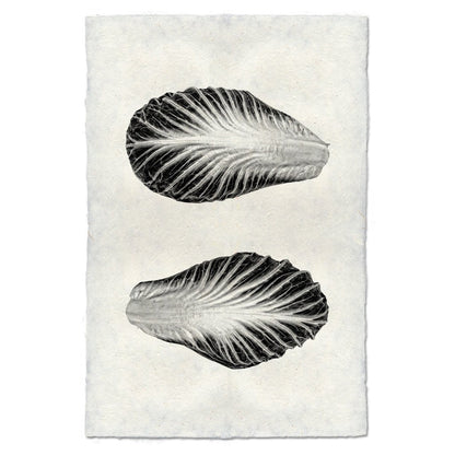Endive Handmade Paper Wall Art Print