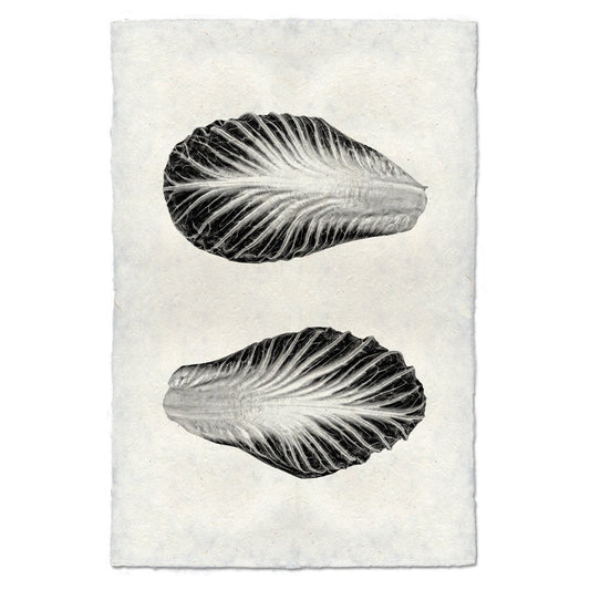 Endive Handmade Paper Wall Art Print