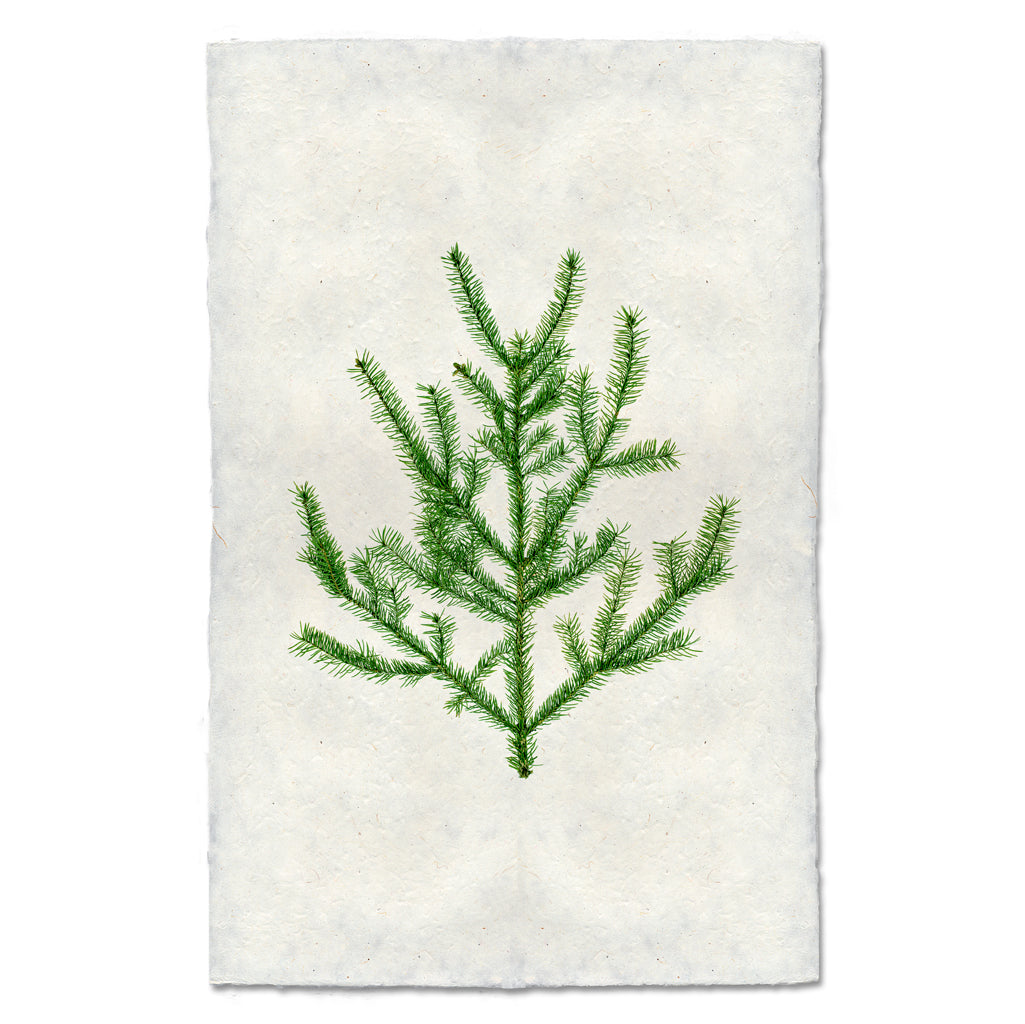 Balsam Fir Handmade Paper Wall Art Print
