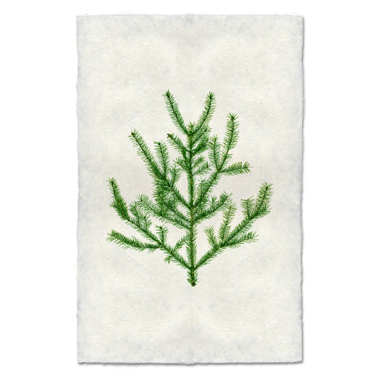 Balsam Fir Handmade Paper Wall Art Print