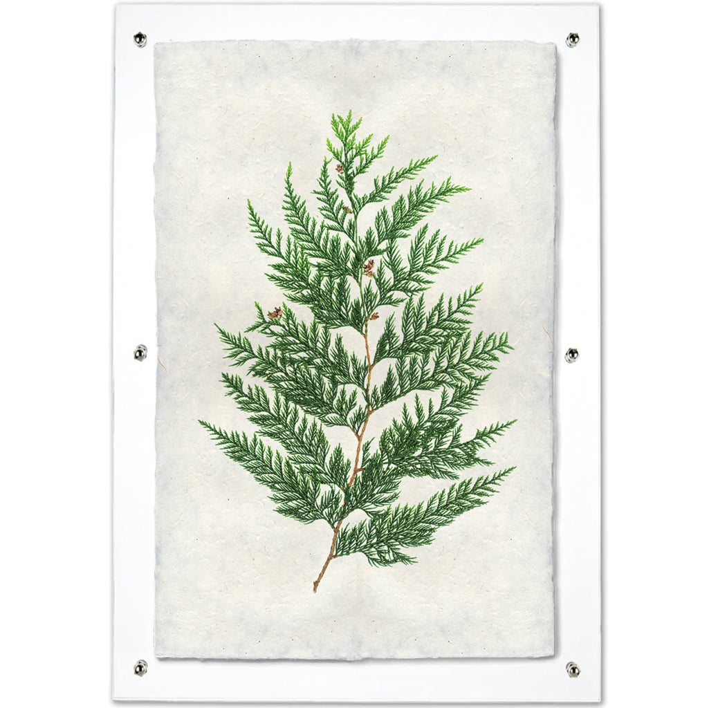 Red Cedar Handmade Paper Wall Art Print