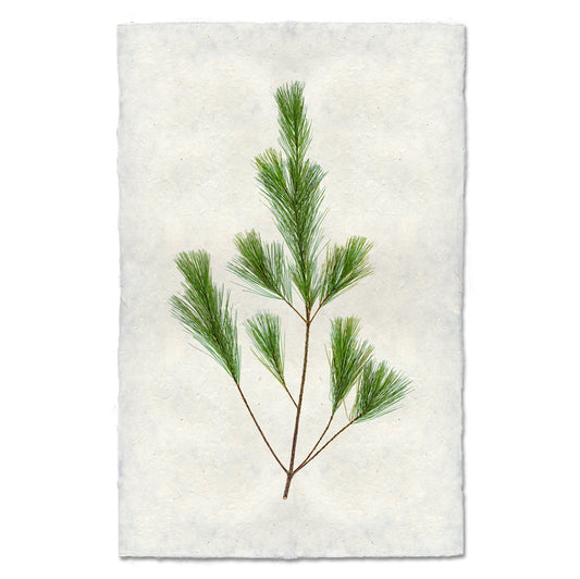 Pine Handmade Paper Wall Art Print