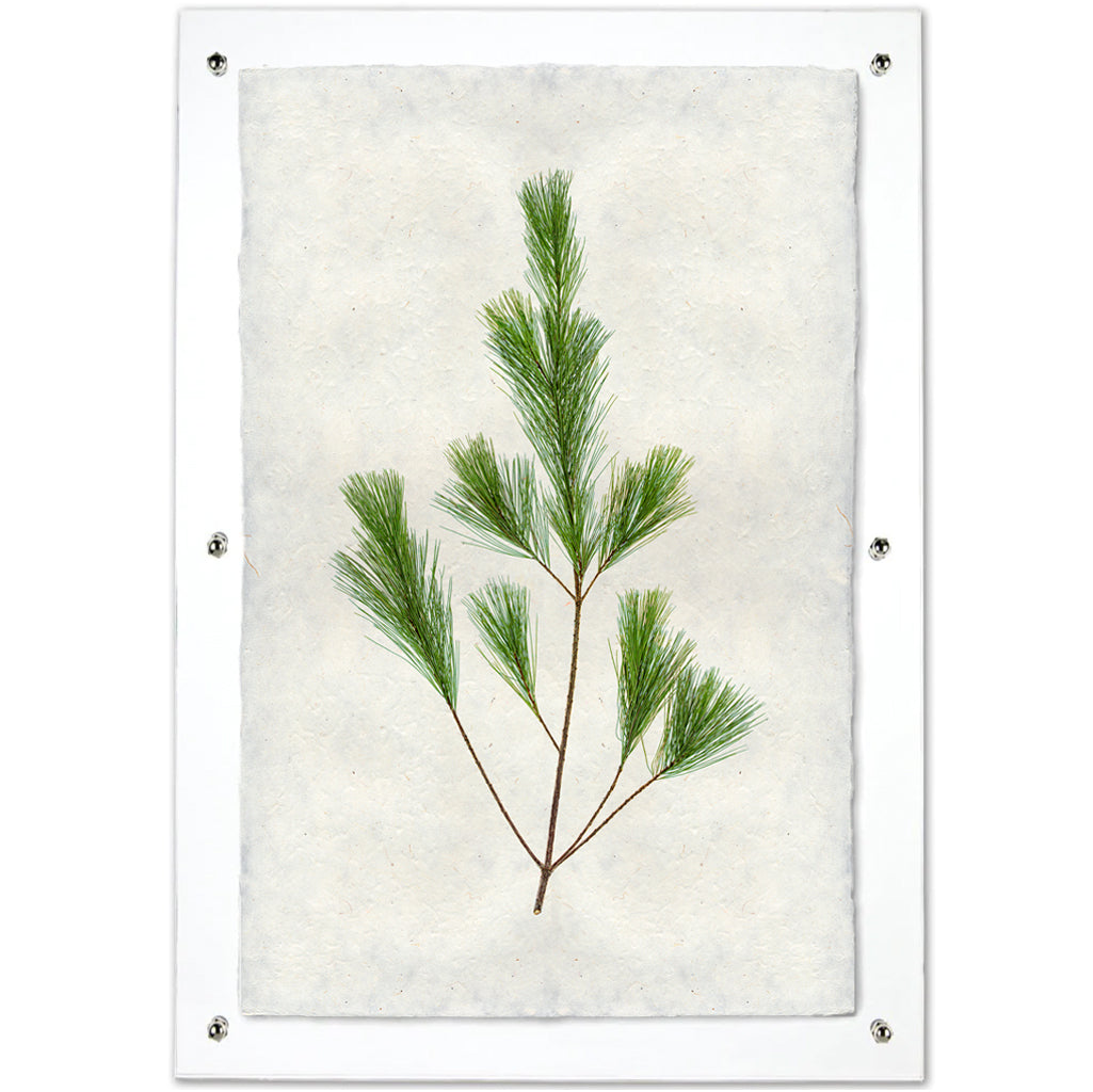 Pine Handmade Paper Wall Art Print