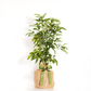 live mini tree inside outdoor gift plant gardening