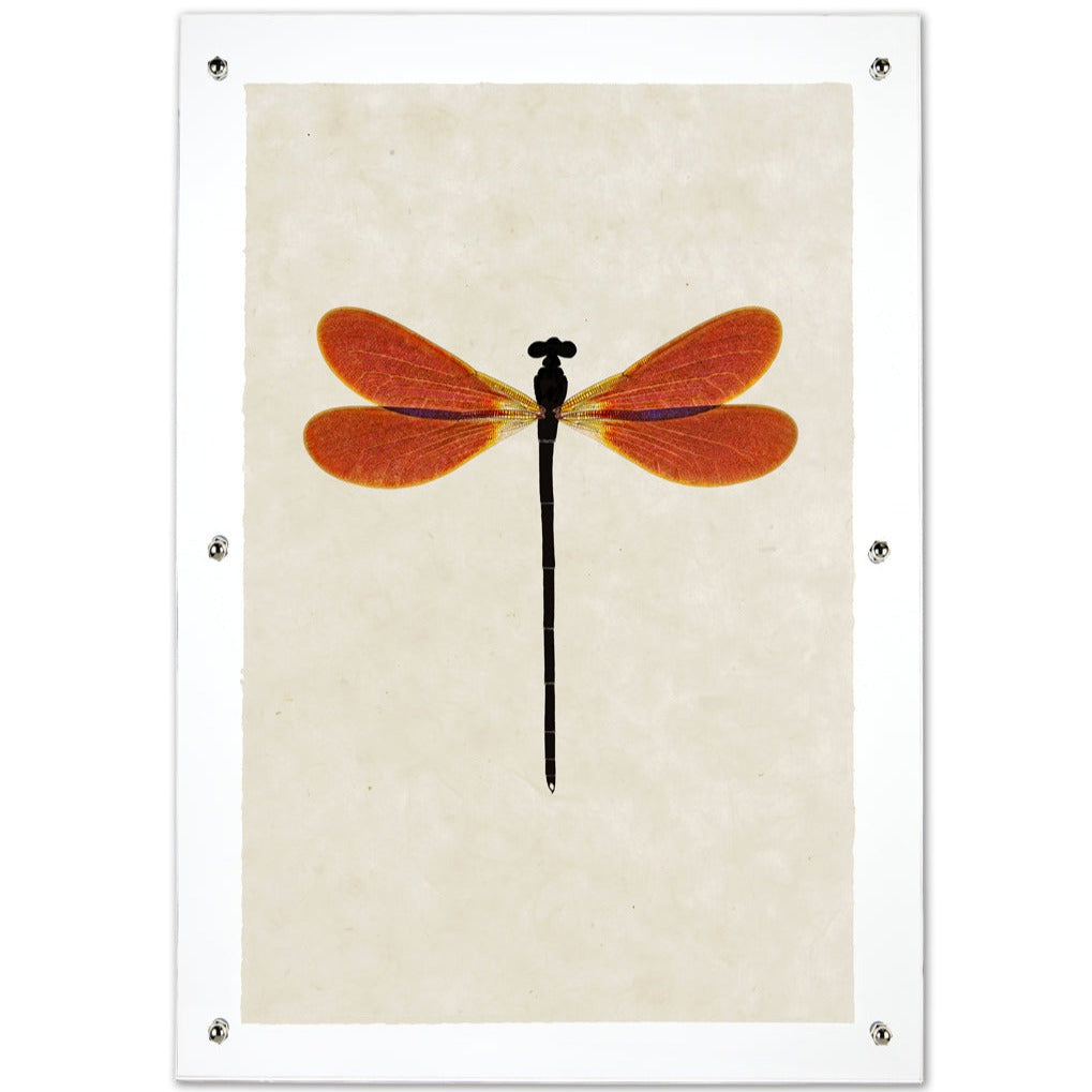 amber damsel dragon fly framed handmade print wall art 9x14