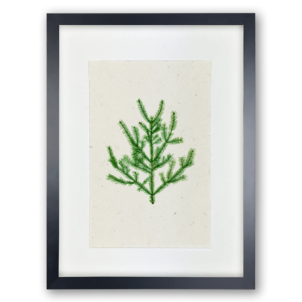 Balsam Fir Handmade Paper Wall Art Print