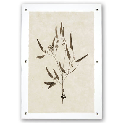 Eucalyptus #5 Handmade Paper Wall Art Print