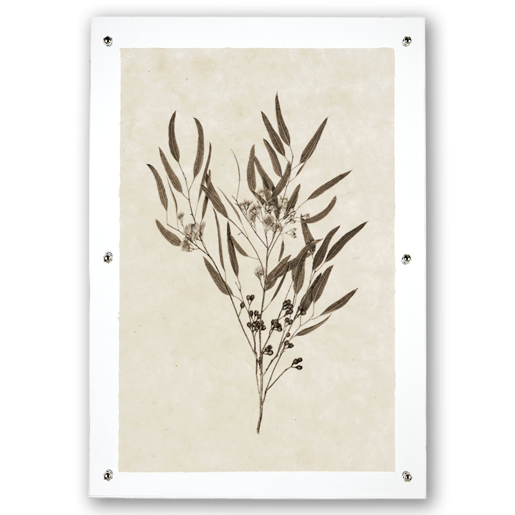 Eucalyptus #6 Handmade Paper Wall Art Print