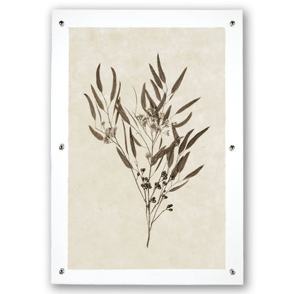 Eucalyptus #6 Handmade Paper Wall Art Print