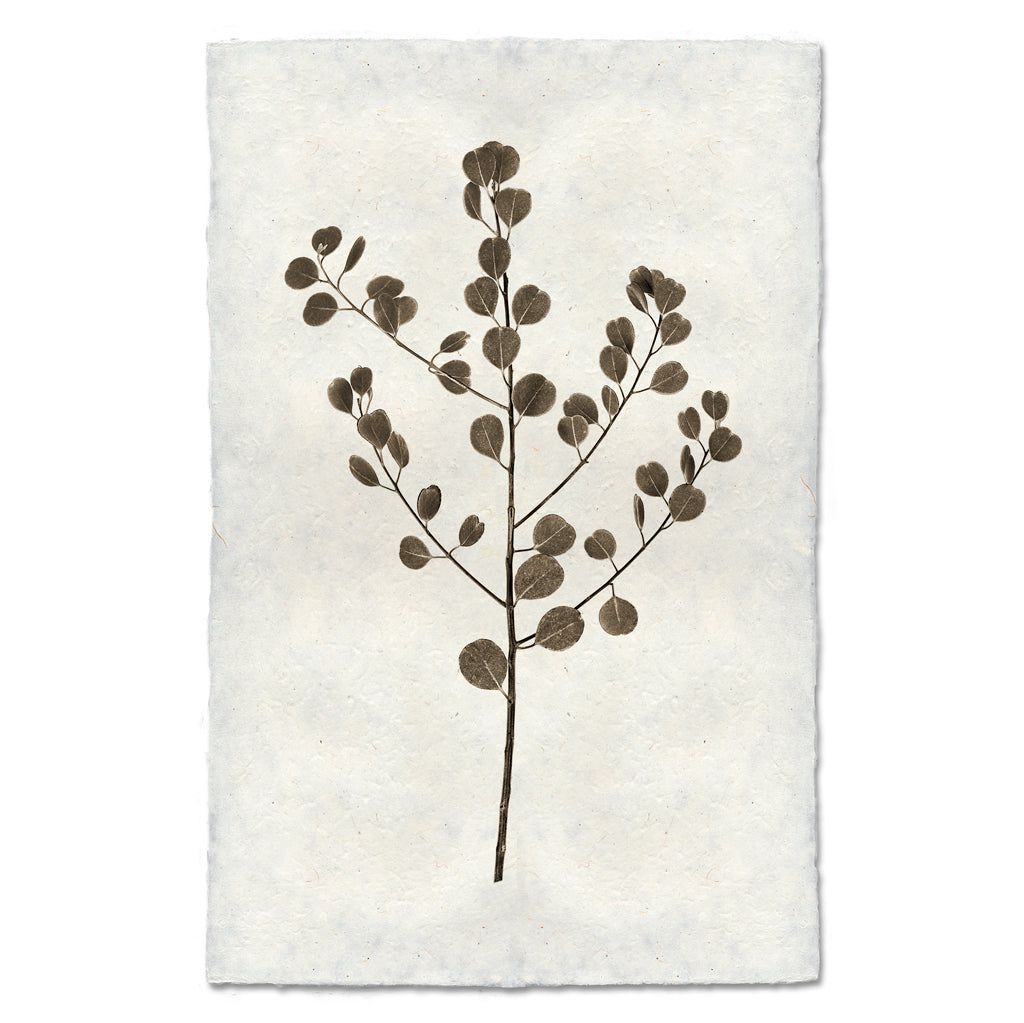 Eucalyptus #1 Handmade Paper Wall Art Print