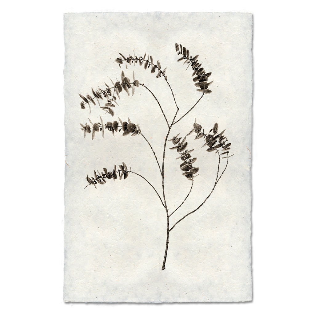 Eucalyptus #2 Handmade Paper Wall Art Print