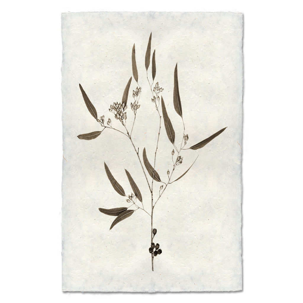 Eucalyptus #5 Handmade Paper Wall Art Print