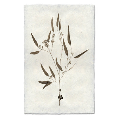 Eucalyptus #5 Handmade Paper Wall Art Print