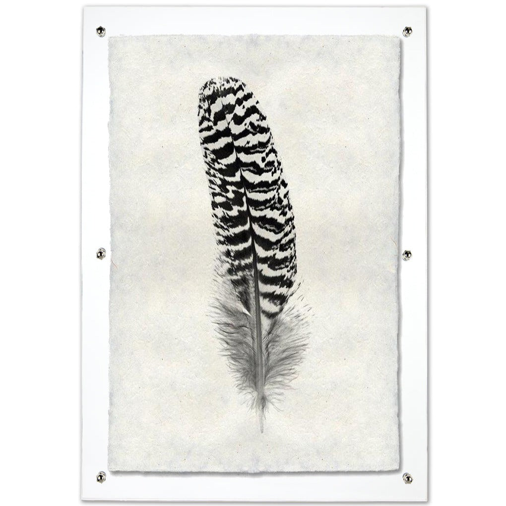 Feather study framed handmade paper wall art print 20"x30"