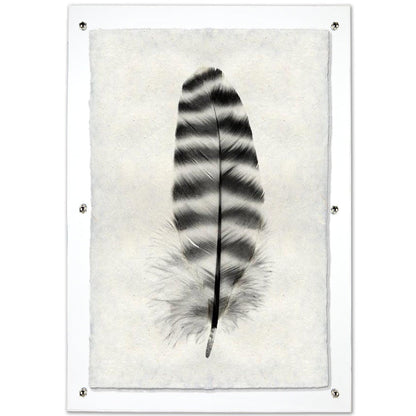 Feather study framed handmade paper wall art print 20"x30"