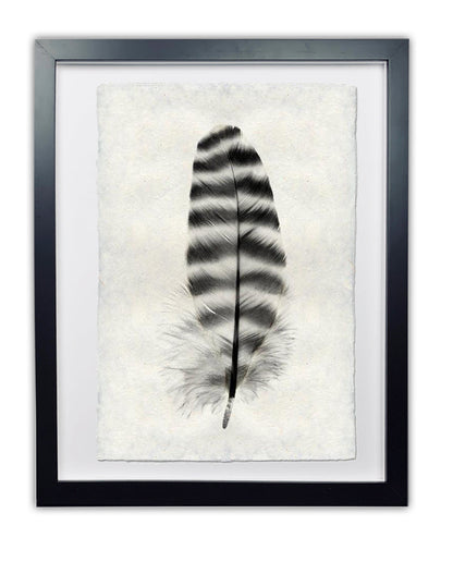 Feather study framed handmade paper wall art print 9"x14"