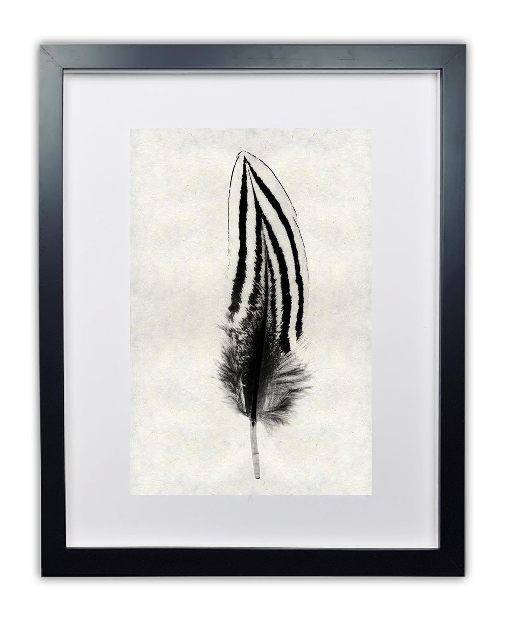 Silver Pheasant Feather Study #2 Handmade Paper Wall Art Print