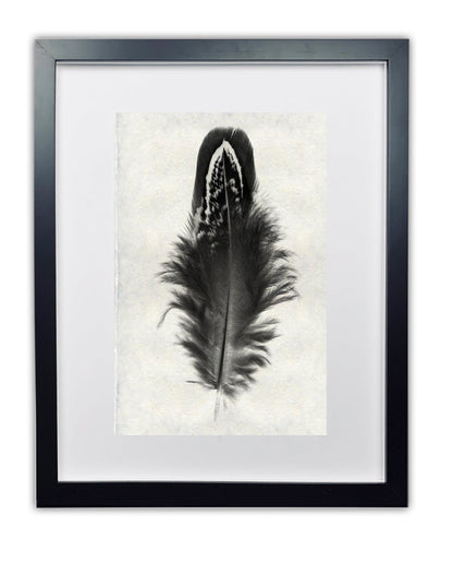 Feather study framed handmade paper wall art print 9"x14"