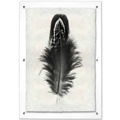 Feather study framed handmade paper wall art print 20"x30"