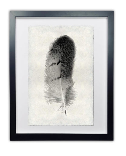 Feather study framed handmade paper wall art print 9"x14"