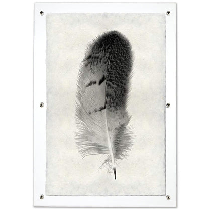 Feather study framed handmade paper wall art print 20"x30"