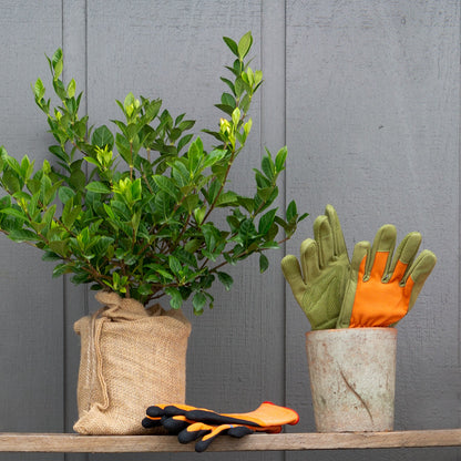 Mini gardenia gift tree gardening gloves