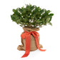 Hudson Grace Mini Gardenia Tree