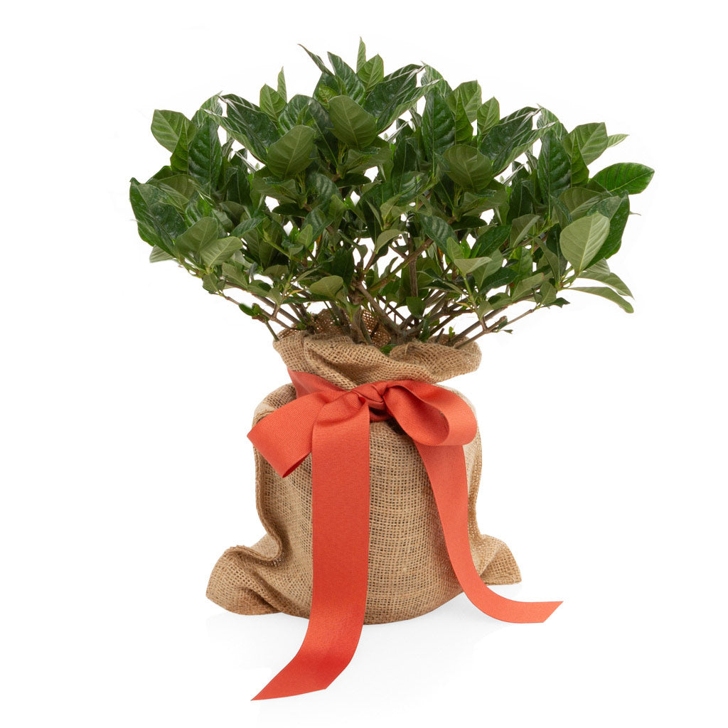 Hudson Grace Mini Gardenia Tree