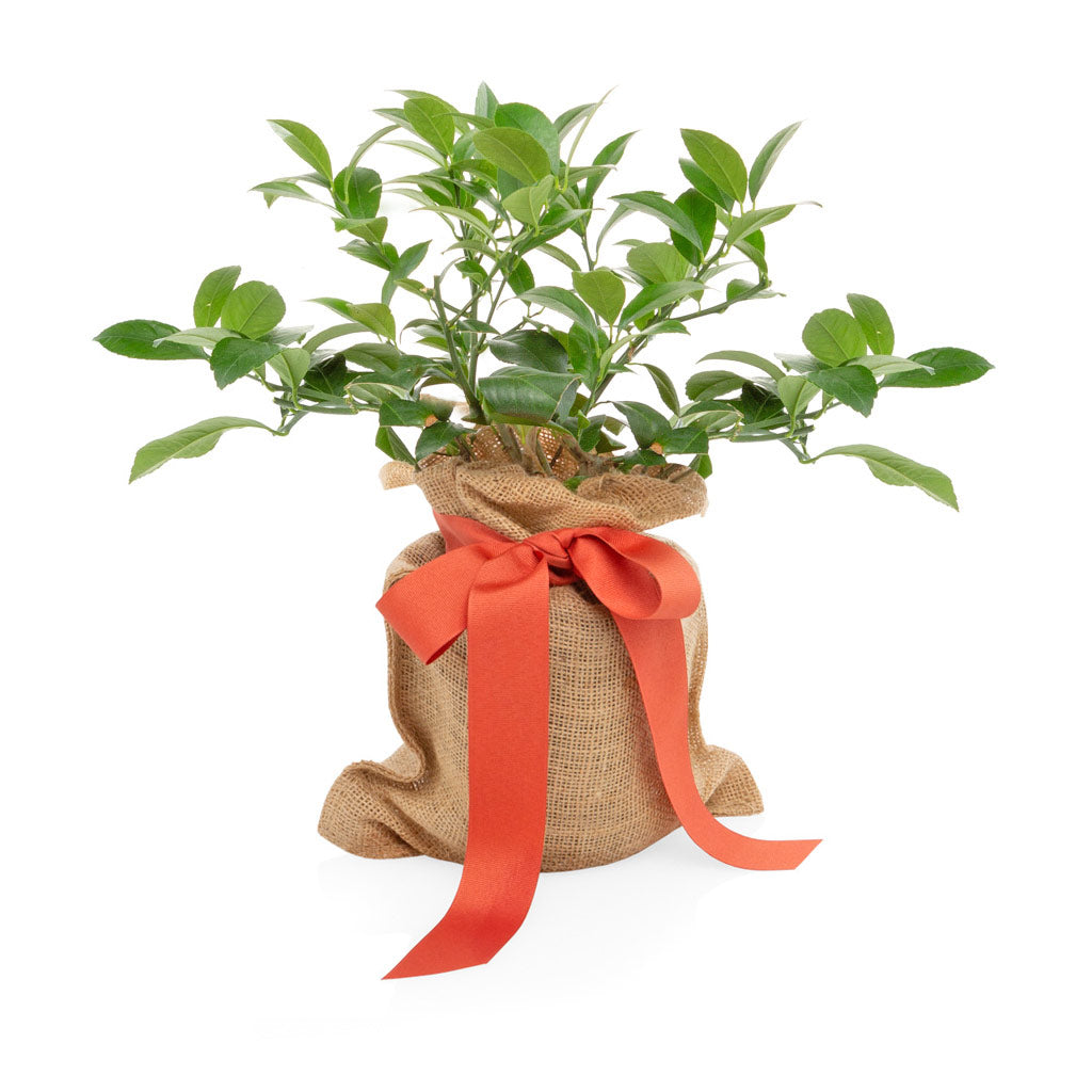 Hudson Grace Mini Lemon Tree