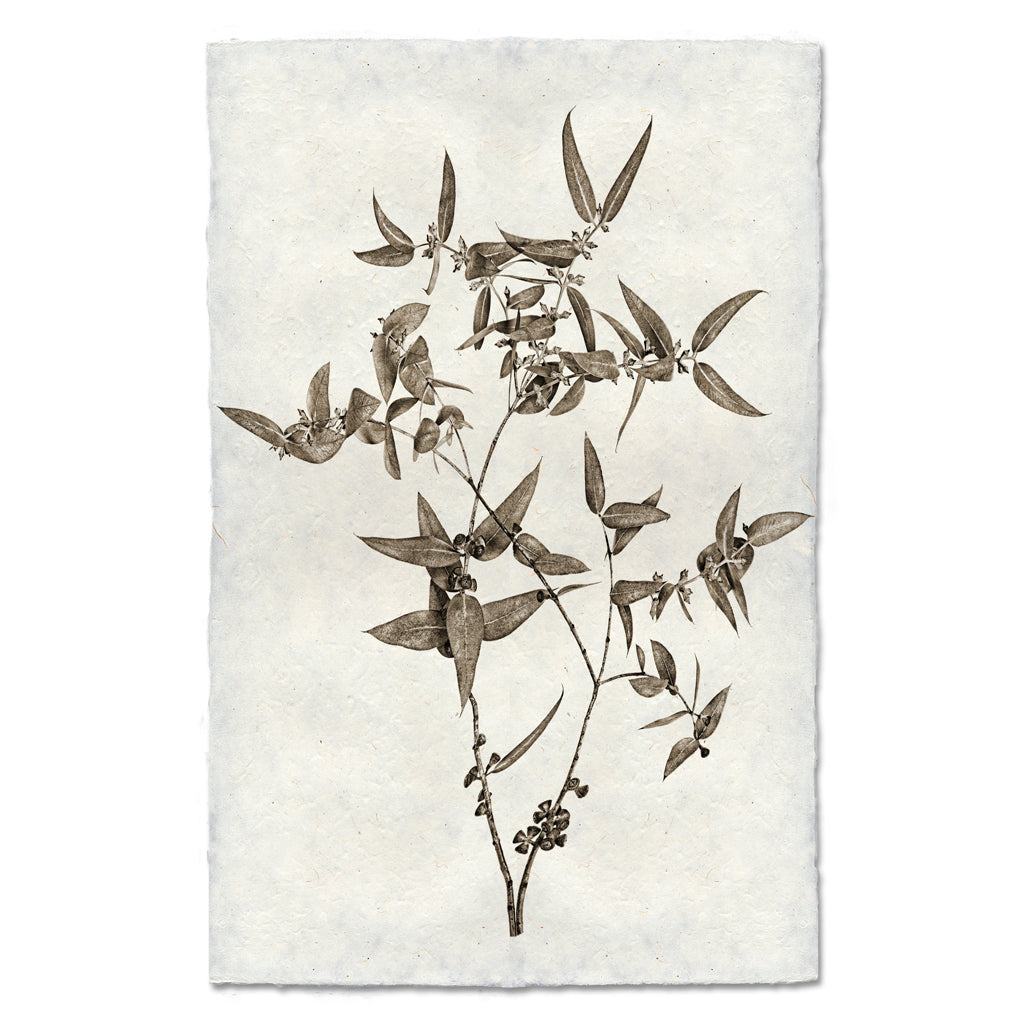 Eucalyptus #3 Handmade Paper Wall Art Print