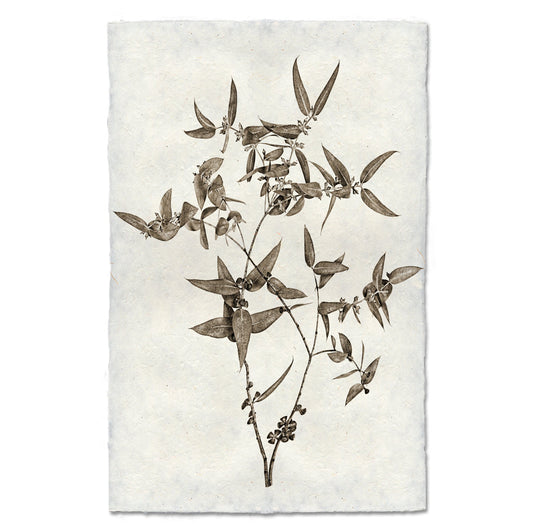 Eucalyptus #3 Handmade Paper Wall Art Print