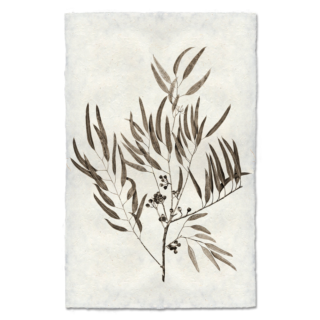 Eucalyptus #4 Handmade Paper Wall Art Print
