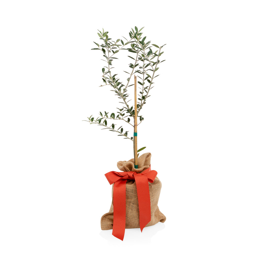 Hudson Grace Mini Olive Tree