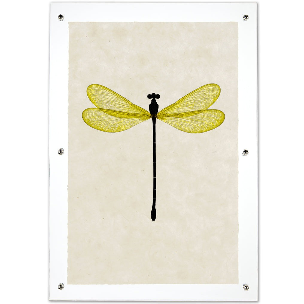 Yellow Damsel Dragonfly framed handmade paper wall art print 20"x30"