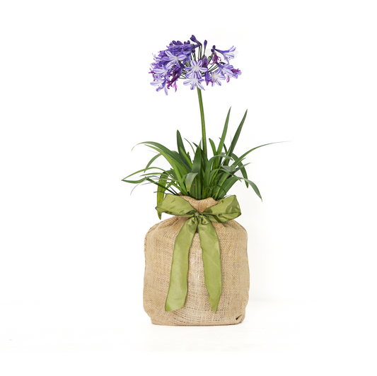 Mini Agapanthus Gift Tree