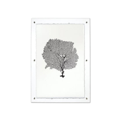 Round Sea Fan Black framed handmade paper wall art print 9"x14"