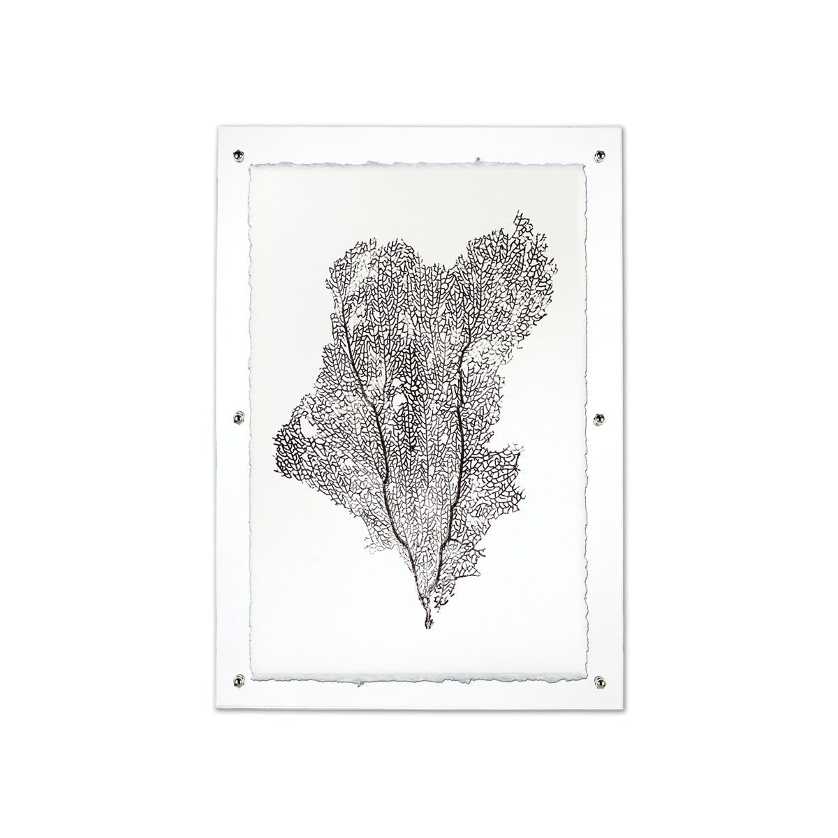 Sea Fan black handmade paper wall art print  30"x30"