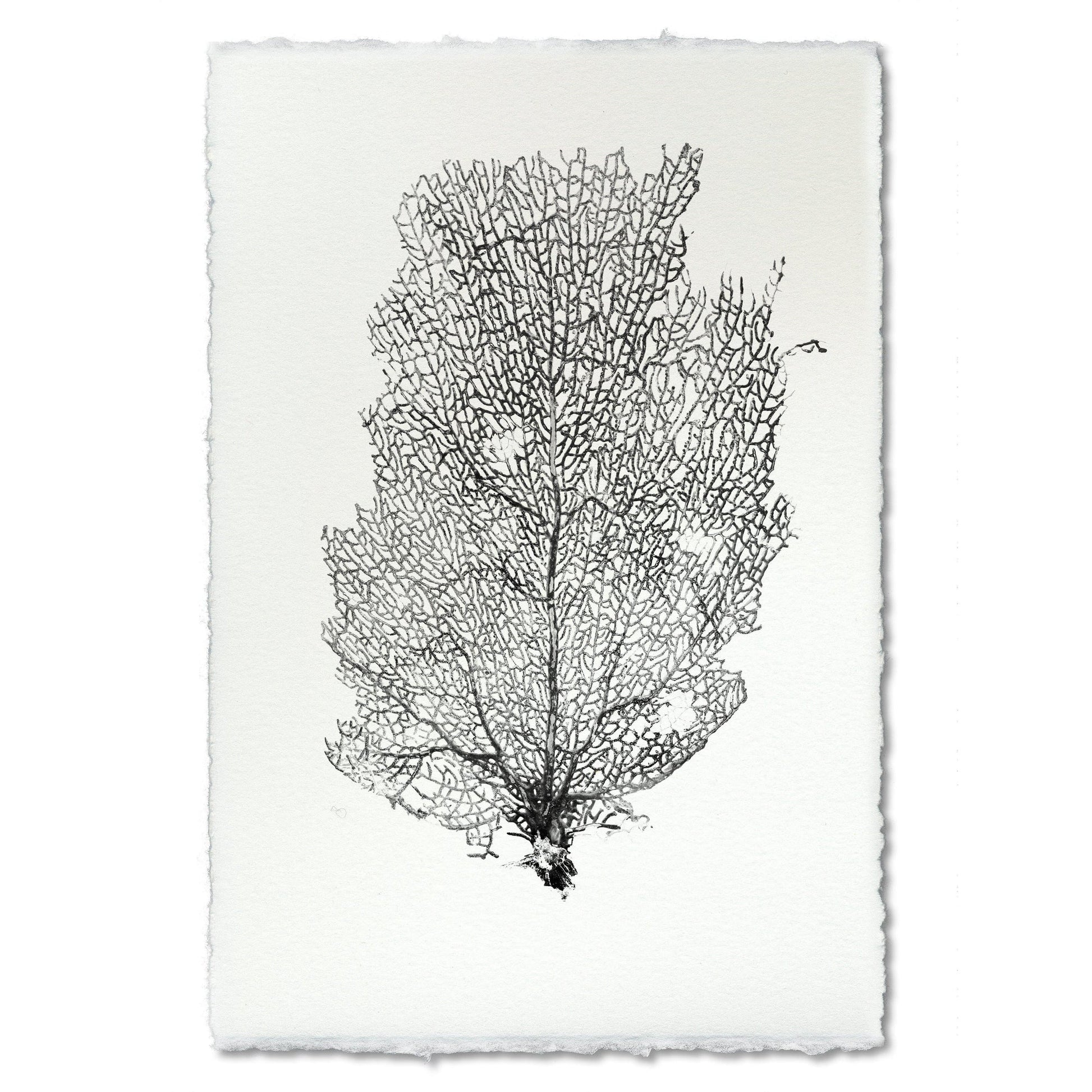 Sea Fan black handmade paper wall art print 40"x60"