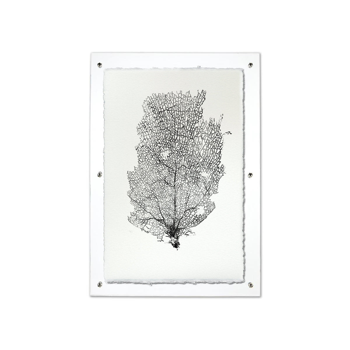 Sea Fan Black framed handmade paper wall art print 20"x30"