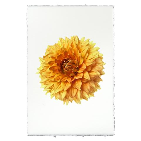 Dahlia Ads Centinia 20 x 30 unframed