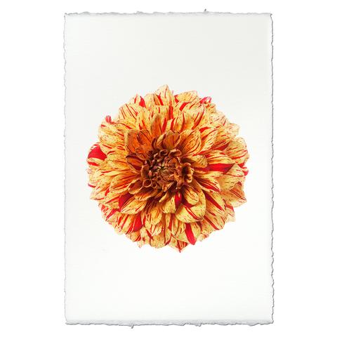 Dahlia Glorioso 20 x 30 unframed