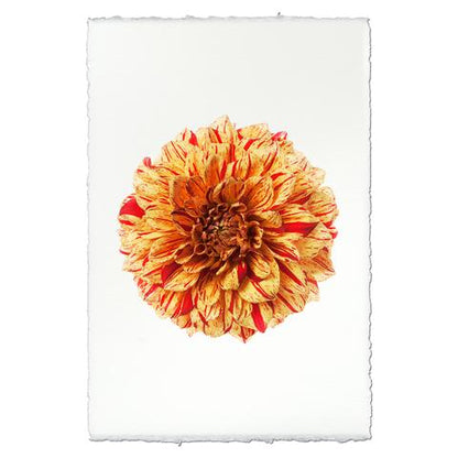 Dahlia Glorioso 20 x 30 unframed