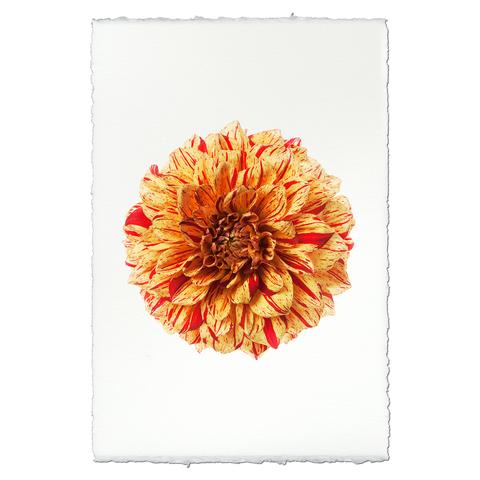 Dahlia Glorioso 20 x 30 unframed